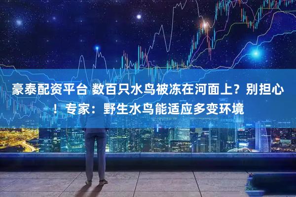 豪泰配资平台 数百只水鸟被冻在河面上？别担心！专家：野生水鸟能适应多变环境