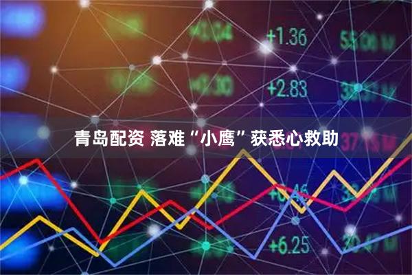 青岛配资 落难“小鹰”获悉心救助